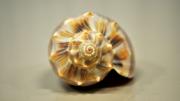 A Western Australian volute specimen